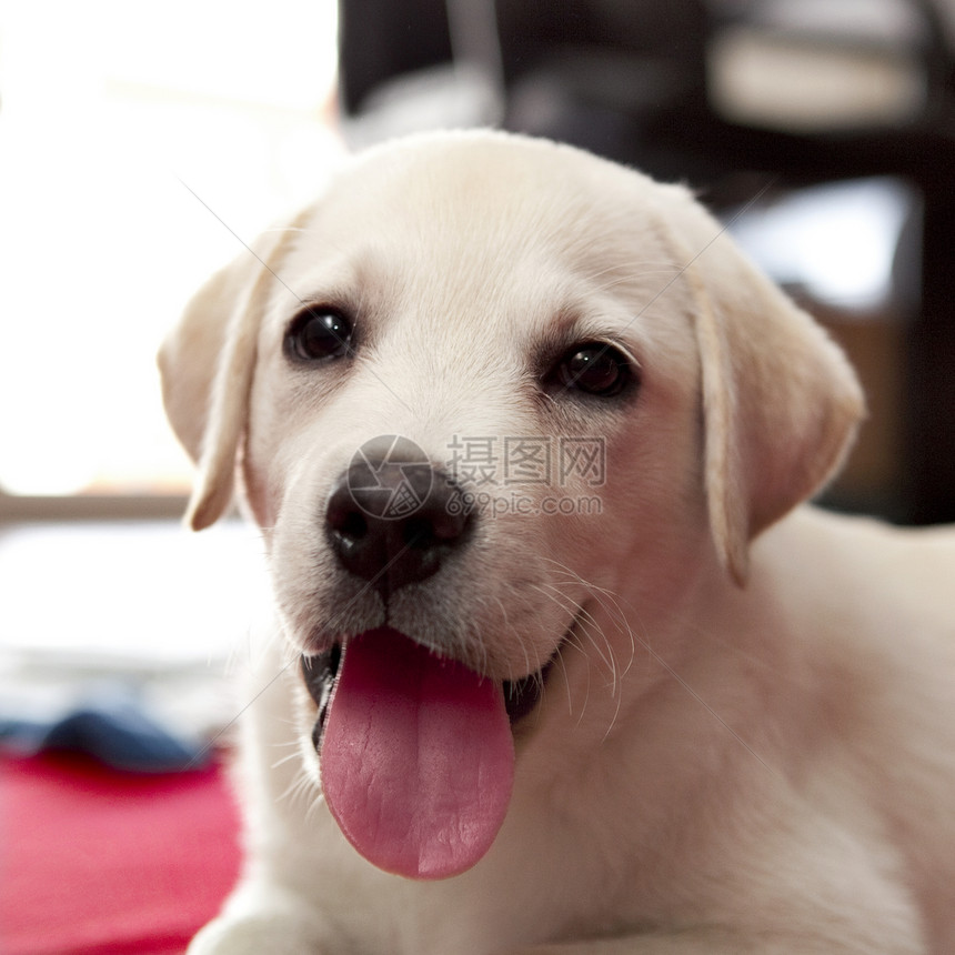 拉布拉多婴儿朋友血统猎犬犬类宝贝宠物毛皮舌头纯种狗哺乳动物图片