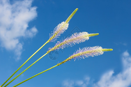 花朵与云雾对着蓝天的花朵高清图片