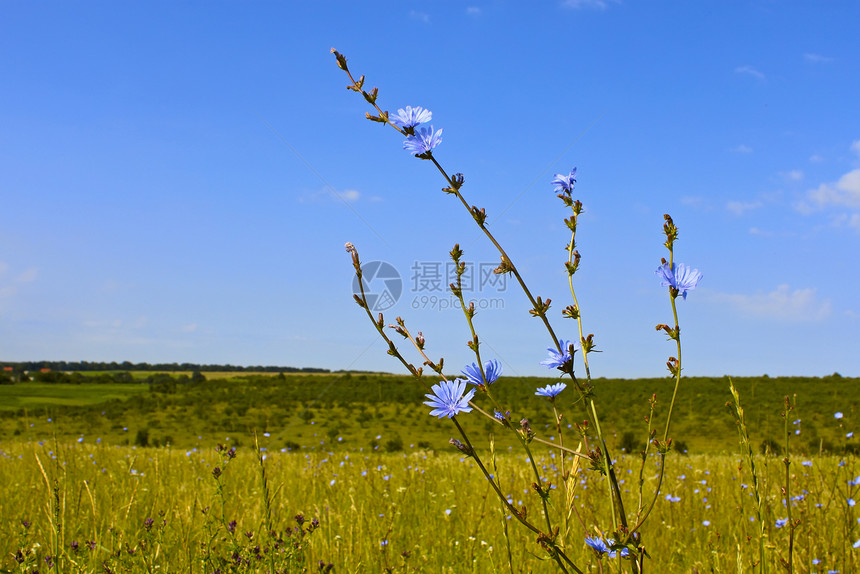 鲜花植物草地场地叶子季节植物群天空花序花粉甲虫花瓣图片