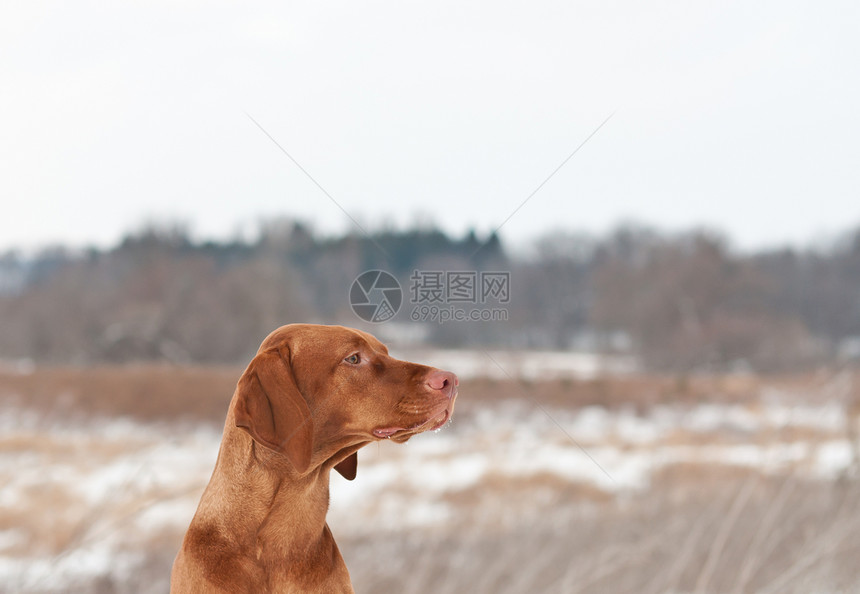 冬季Vizsla狗的肖像指针场地棕色犬类宠物图片