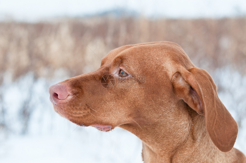 冬季Vizsla狗的肖像犬类场地指针宠物棕色图片