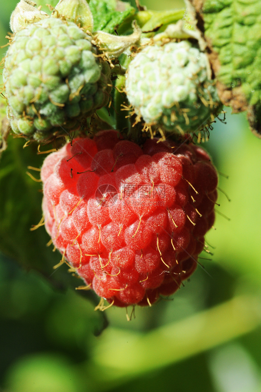 种植草莓农场茶点食物宏观小吃阳光生长花园浆果季节图片