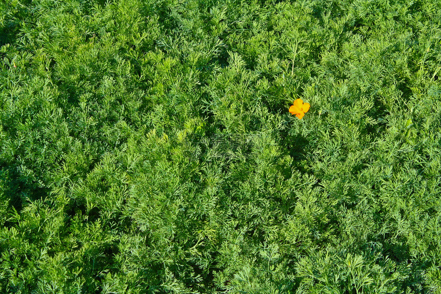 草上花朵植物异国院子植物群热带橙子温泉公园场地情调图片