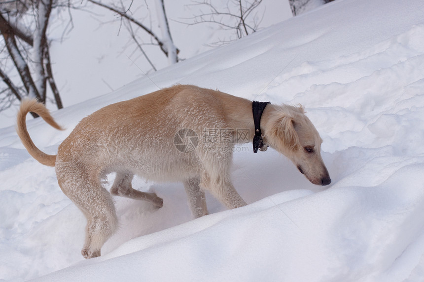 雪中猎犬小狗图片