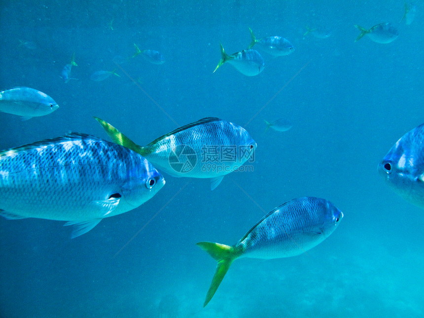 游泳鱼海滩旅行动物学校海洋液体尾巴水族馆钓鱼珊瑚图片