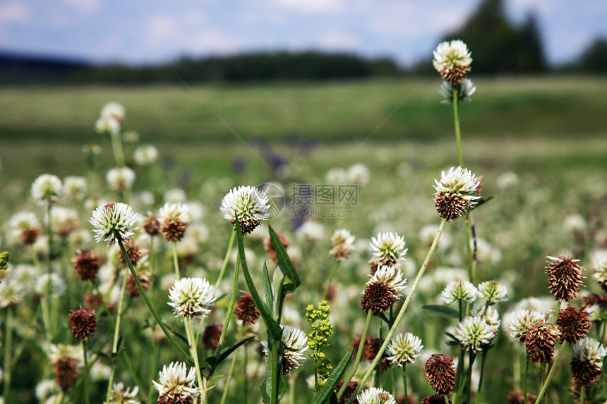 农村农村地区白色杂草雏菊生活植物群牧场植物草地黄色绿色图片