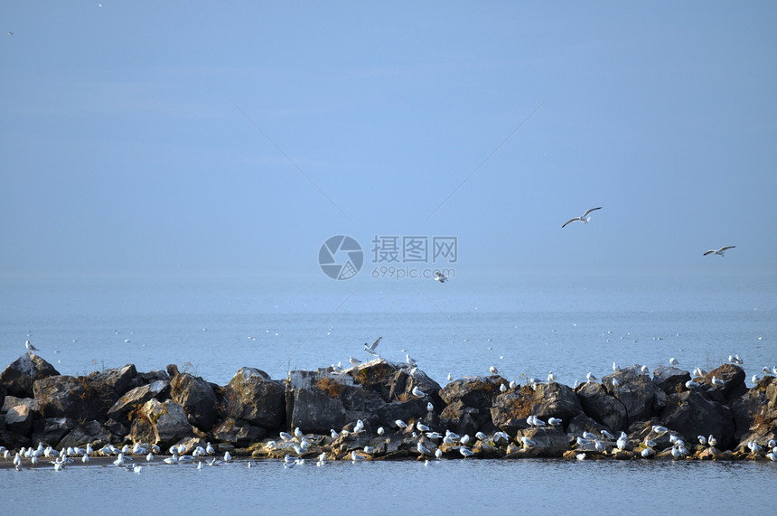 伊利湖岩石上的鸟海洋航班飞行海鸥图片