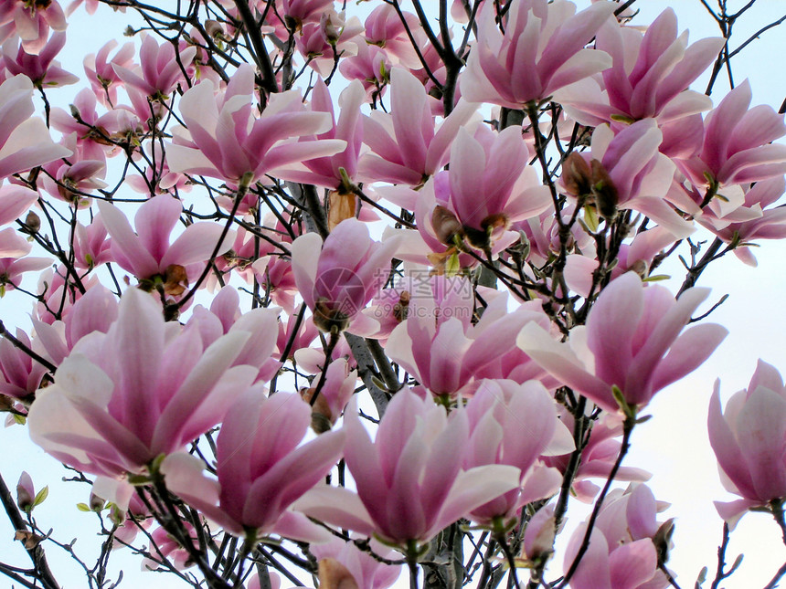 马木兰叶子树叶玉兰粉色图片