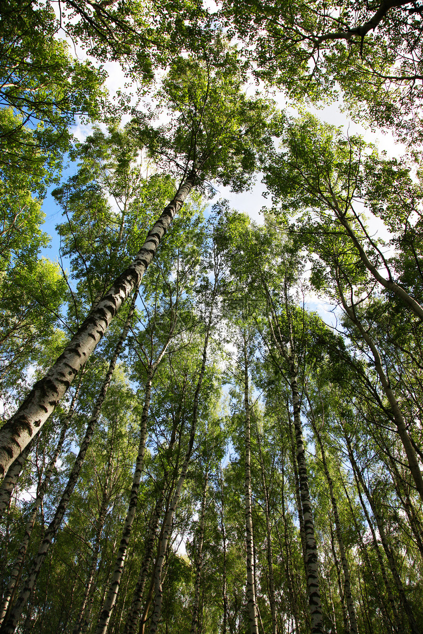 俄罗斯性质天空桦木树干太阳公园季节反射树叶木头图片