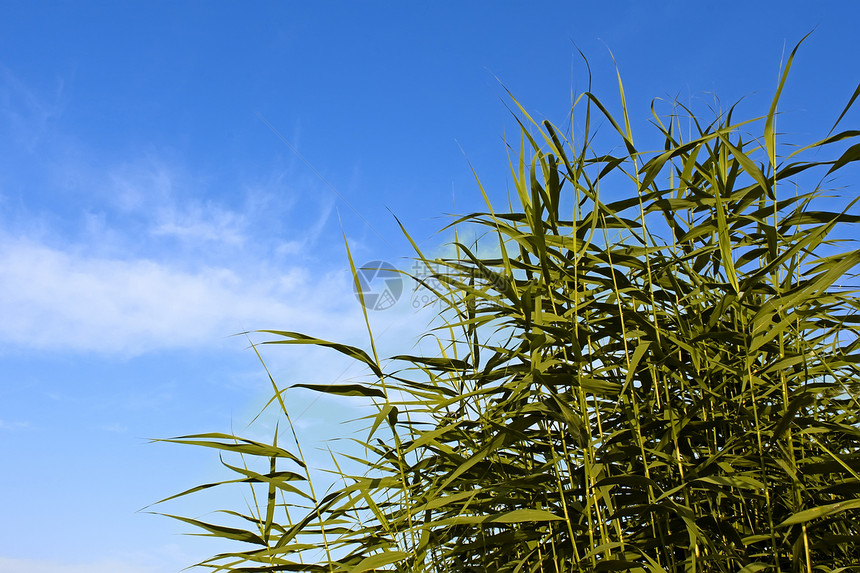 Reed绿色植物生长季节沼泽干草蓝色草地耀斑生活叶子阳光图片