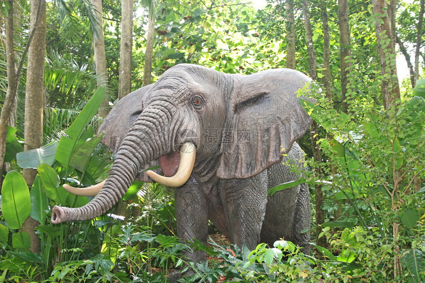 大象野生动物荒野动物植物哺乳动物动物园树干树木图片