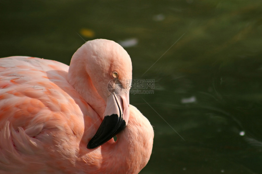 火烈哥脖子羽毛池塘火烈鸟眼睛粉色图片