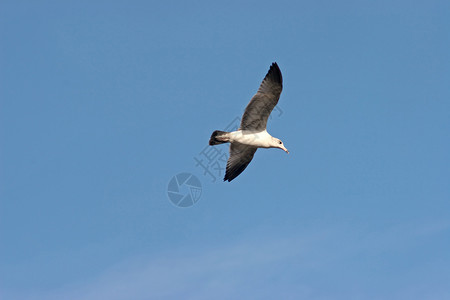 海鸥白色羽毛航班翅膀飞行动物背景图片