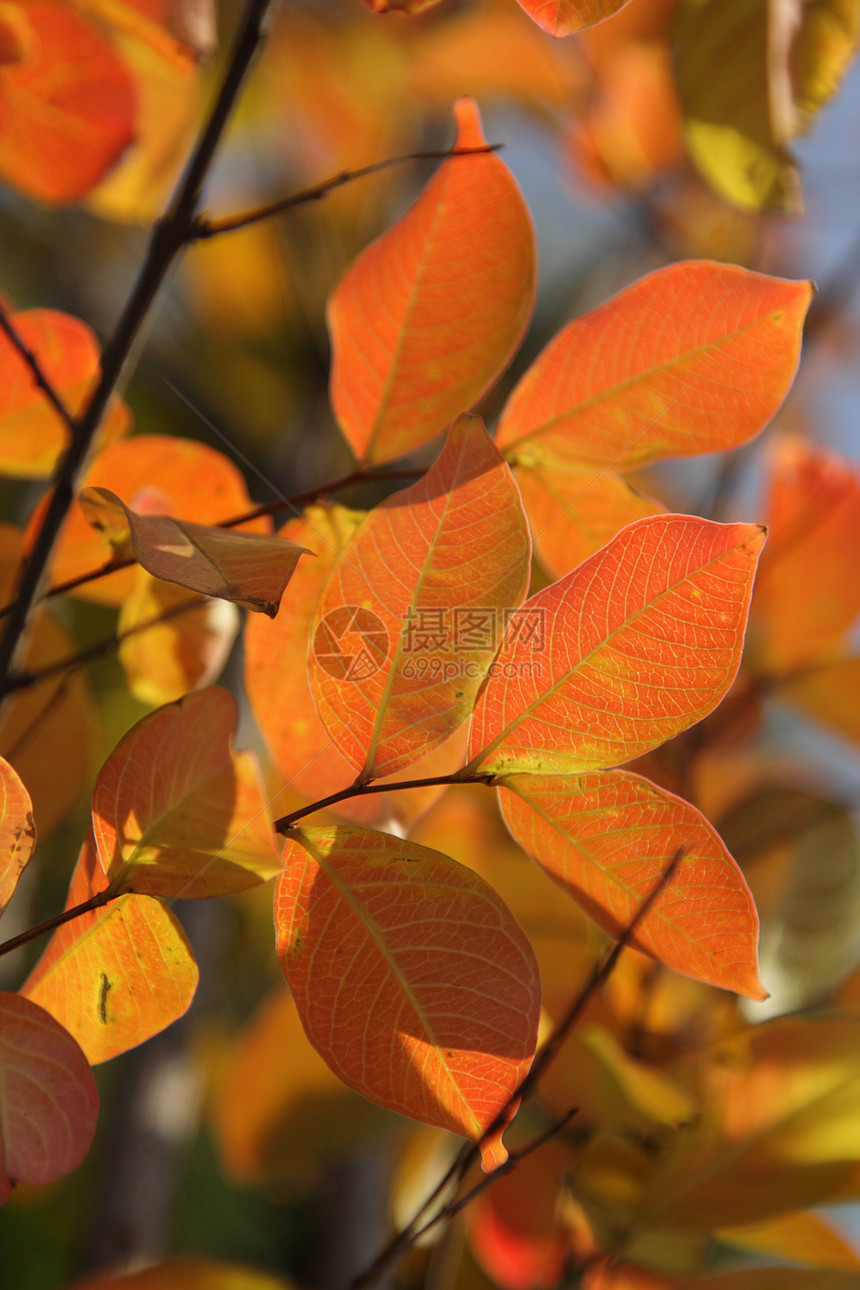 秋叶公园橙子季节性树木树叶金子生长分支机构红色活力图片