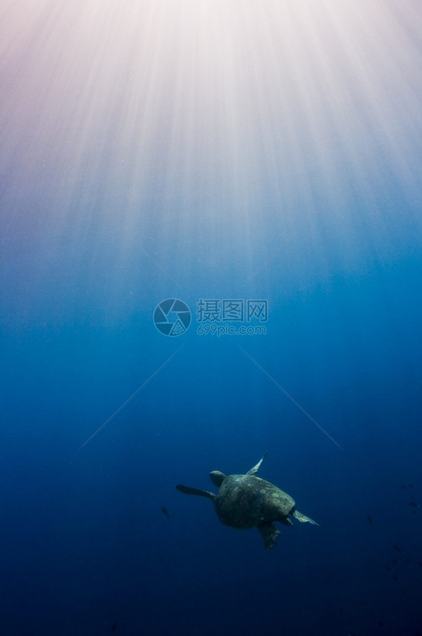 霍克斯比尔海龟在日光大海中游泳图片