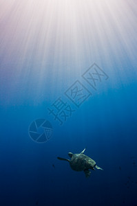 霍克斯比尔海龟在日光大海中游泳高清图片