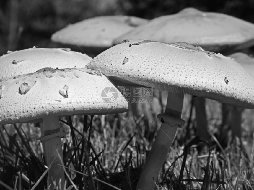 蘑菇菌类黑与白食物图片