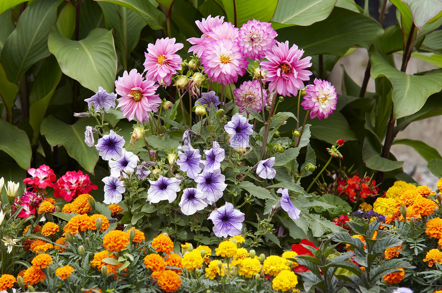 鲜花开花花序园林花束花瓣植物花园花朵花卉年度图片