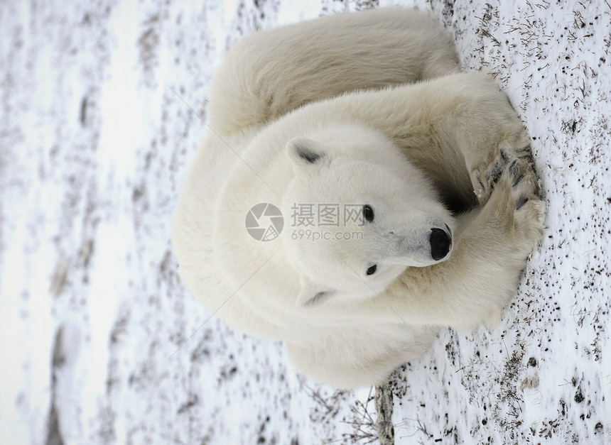 北极熊的肖像食肉栖息地蓝色动物鼻子海事旅行危险天气爪子图片