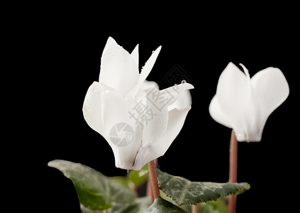 报春花科植物烟花植物学植被蓝色生长反射紫色花店团体宏观仙客背景