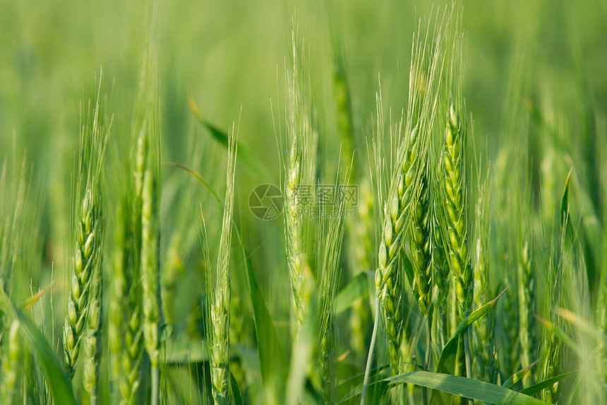 农业场地叶子收成食物谷物培育农场小麦场景国家图片