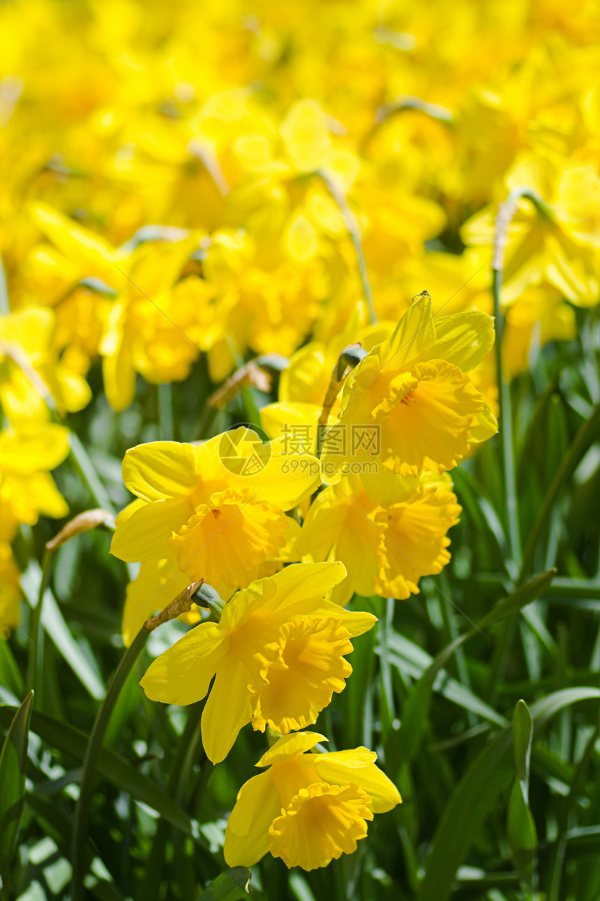 春天有黄色水仙花田和黄花瓣图片