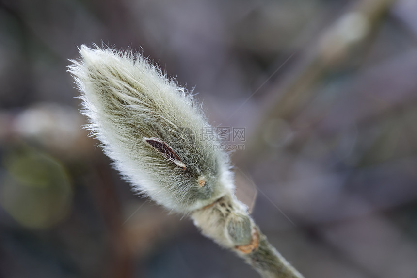 Catkin 特写图片