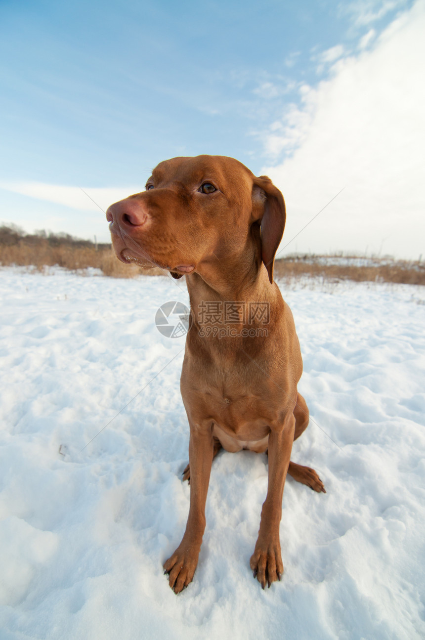 Vizsla Dog坐在雪地冬田里犬类哺乳动物宠物照片场地棕色指针图片