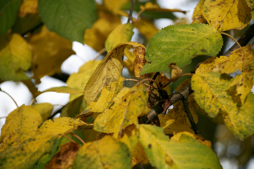 秋叶植物群森林红色黄色叶子活力绿色植物学场景橙子图片