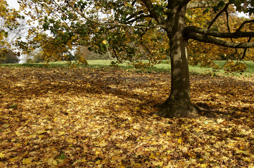 秋季公园场景棕色树叶绿色国家树木季节性花园乡村森林图片