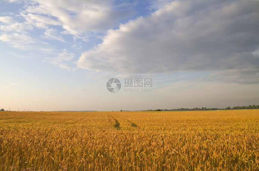 日落时黑麦种子场景稻草大麦小麦季节阳光面包金子谷物图片