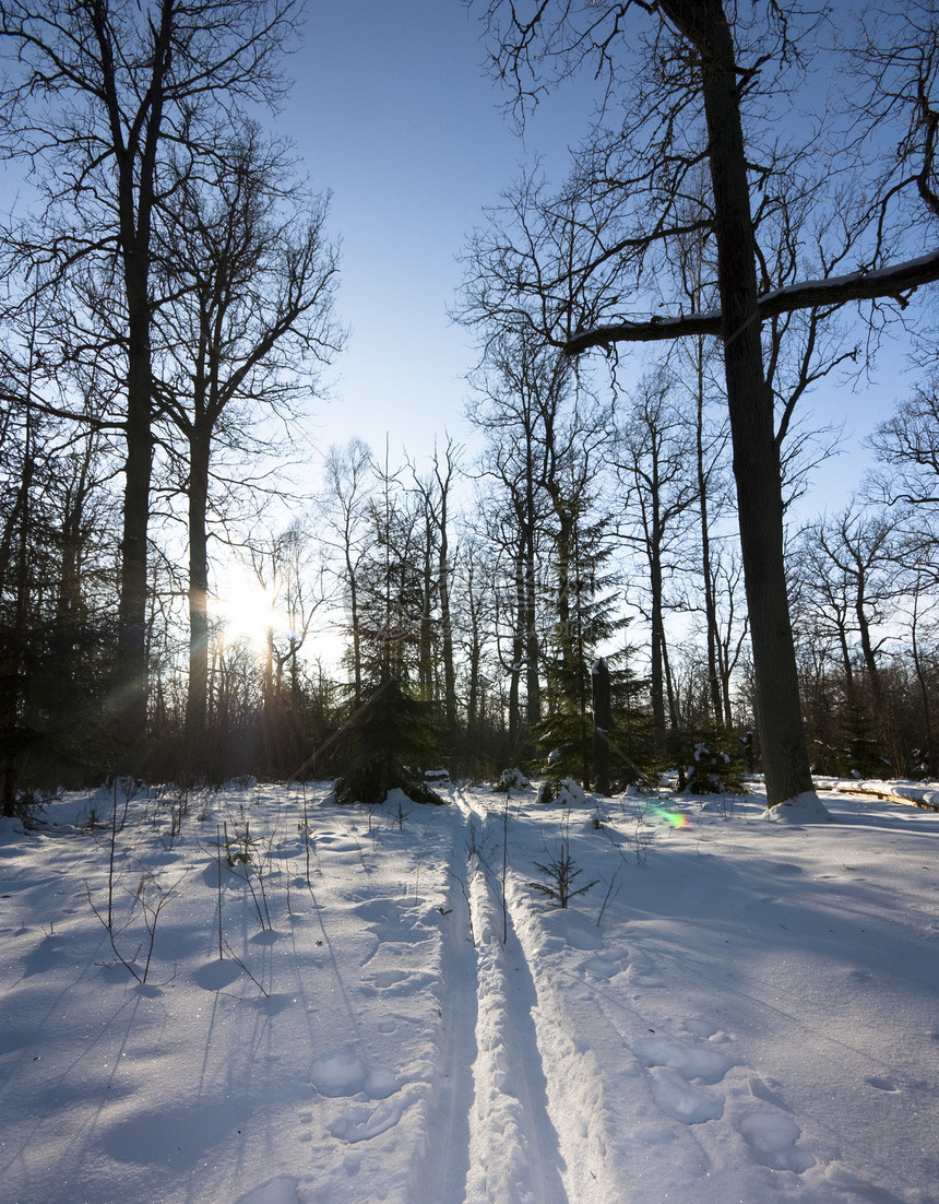 冬季森林 足迹 太阳图片