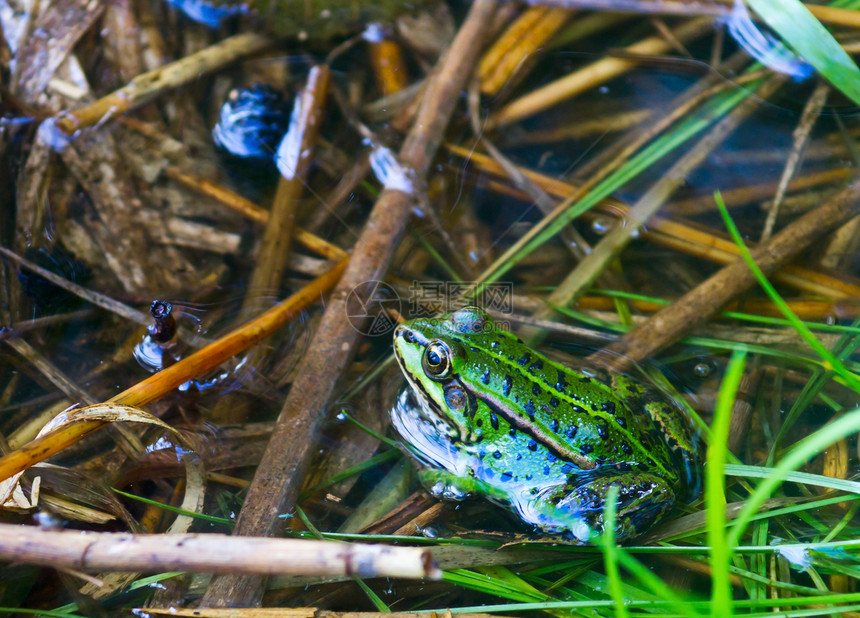 池塘绿青蛙生活森林两栖动物沼泽动物反射湿地荒野条纹野生动物图片