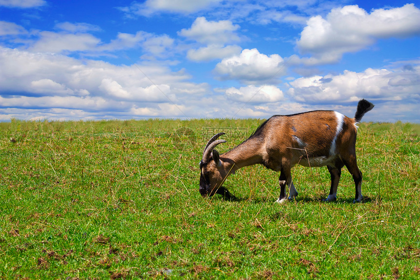 草地上的山羊土地家畜石头牧场食物牛奶场景动物天空场地图片