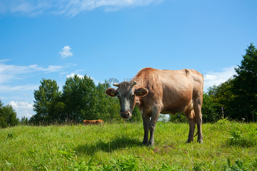 牧草中的牛奶牛乳房土地农业哺乳动物动物天空场地小牛团体图片