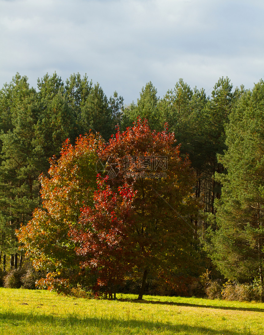秋树森林风景季节绿色场景黄色叶子乡村天空公园图片