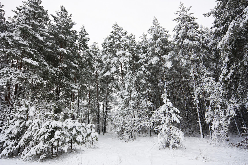 冬季地貌 森林小路公园风景天空地形越野松树树木阳光天气图片