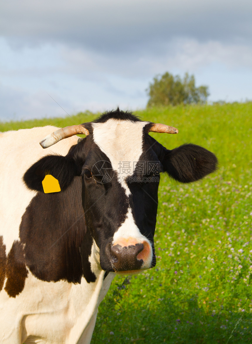 草地里的牛排 肖像哺乳动物动物奶牛家畜天空小牛牧场场景场地土地图片