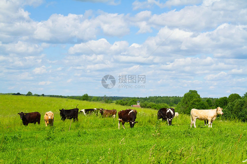 有奶牛的农村景观哺乳动物相机爬坡农业牧场团体动物食物好奇心草地图片