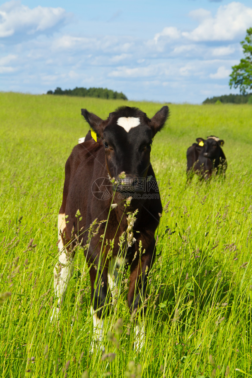 在草原上的牛角土地奶牛乐趣天空场景蓝色农场草地场地牧场图片