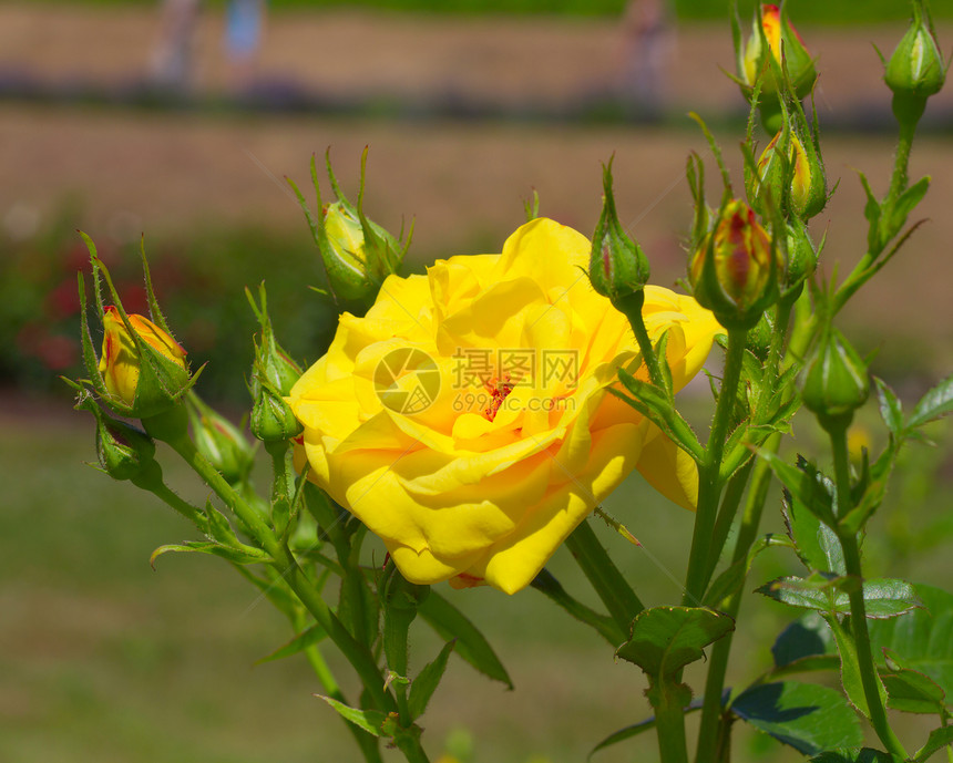 园里的花朵叶子场景花园植物生长花瓣黄色花束绿色天空图片