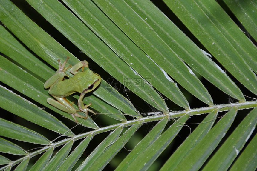 树青蛙异国棕榈乐趣两栖环境叶子树叶绿色情调野生动物图片