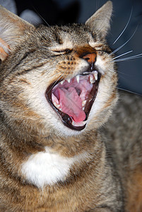 粉色舌头的猫猫打哈欠舌头皮草白色猫科动物鼻子味觉胡须粉色混种女性背景