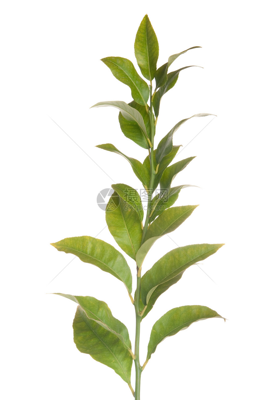 柠檬树枝叶子农业植物收成绿色白色植物学树叶分支机构季节图片