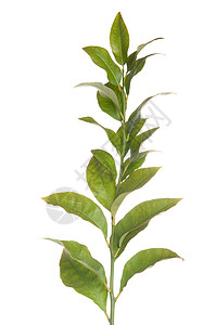 柠檬树枝叶子农业植物收成绿色白色植物学树叶分支机构季节背景图片