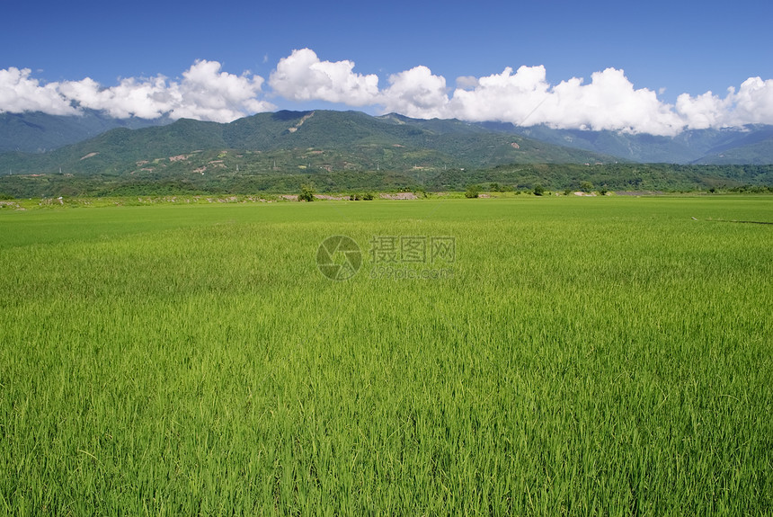 绿农场蓝色场景文化墙纸国家农田栽培风景植物天空图片