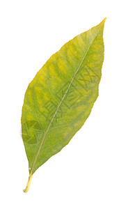 柠檬叶植物群静脉生活季节叶子活力植物工作室黄色白色背景图片