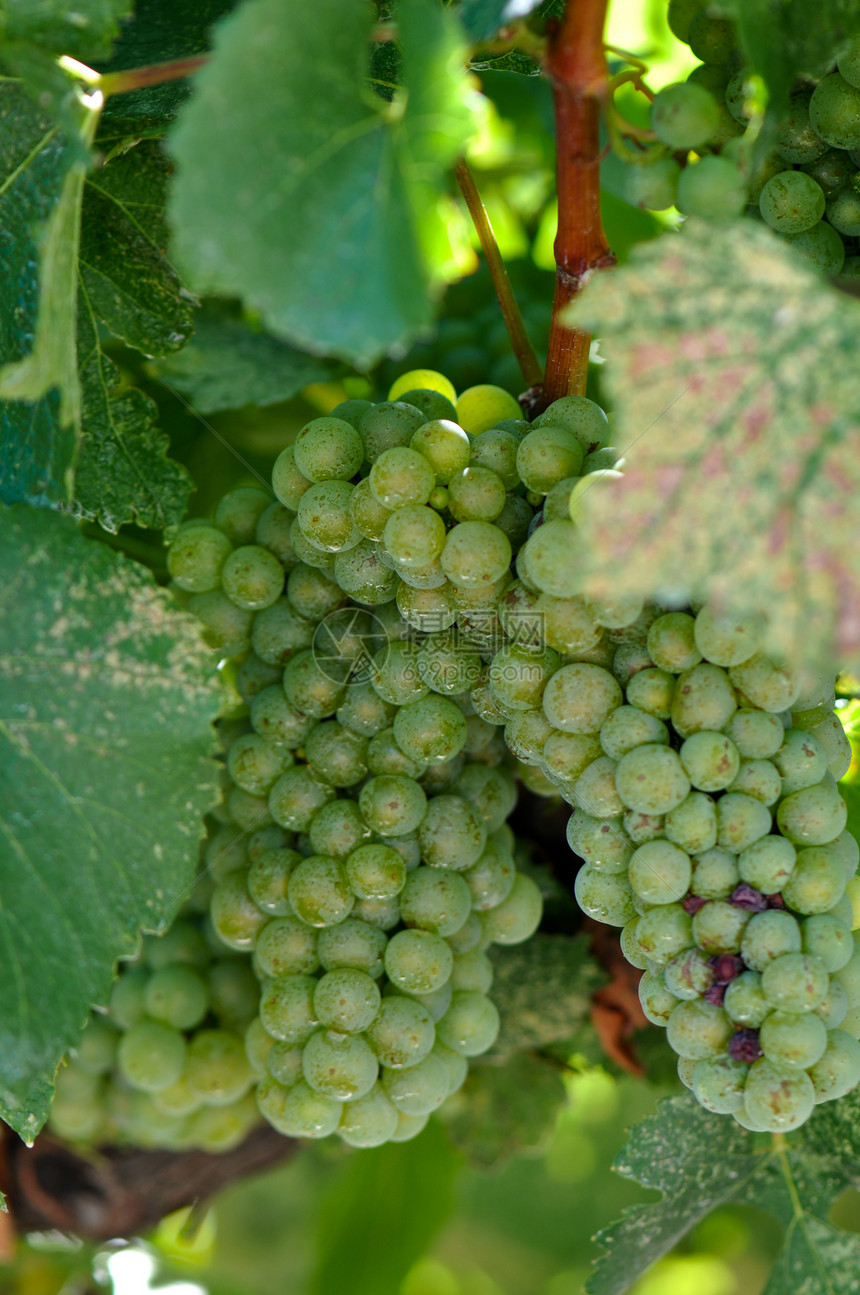 绿葡萄接近纳帕谷 准备成为葡萄酒水果收成花园葡萄生长背光季节葡萄园藤蔓晴天图片