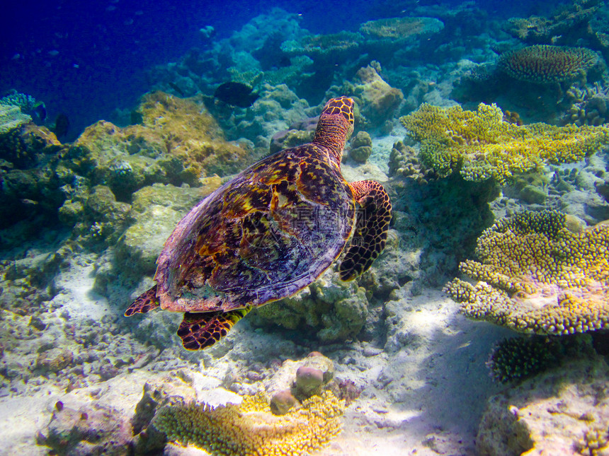 乌龟像飞翔一样游泳热带濒危气候爬虫野生动物海洋荒野阳光玳瑁生活图片