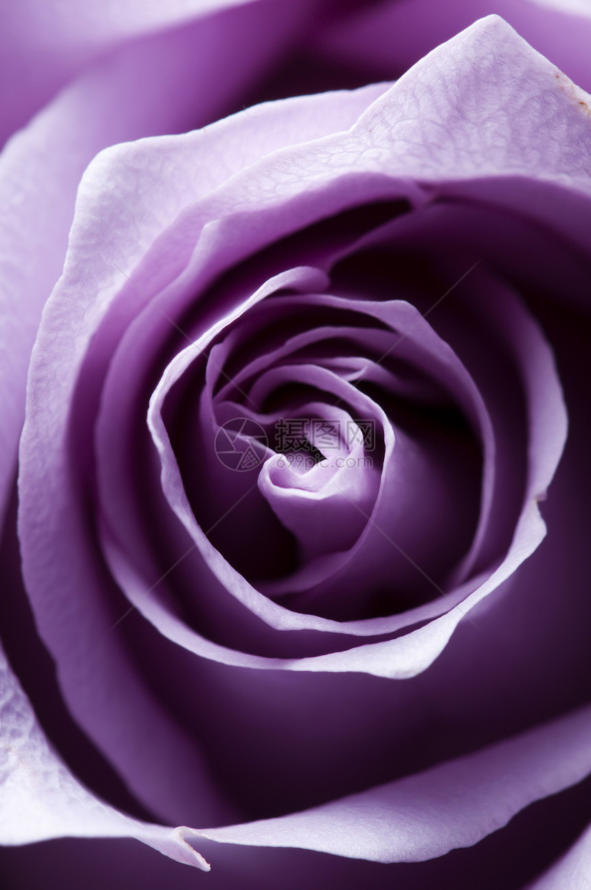 刚刚打开紫玫瑰封装 有横向照明紫色玫瑰香水粉色宏观图片
